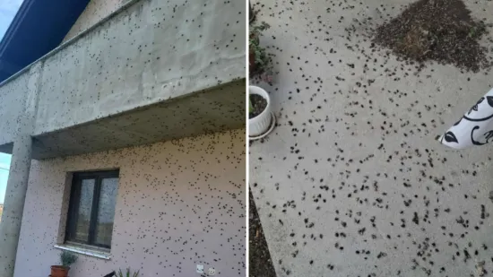 Smrljivi martini im okupirali cijelu kuću: 'Gdje god pogledam, oni su se uvukli'