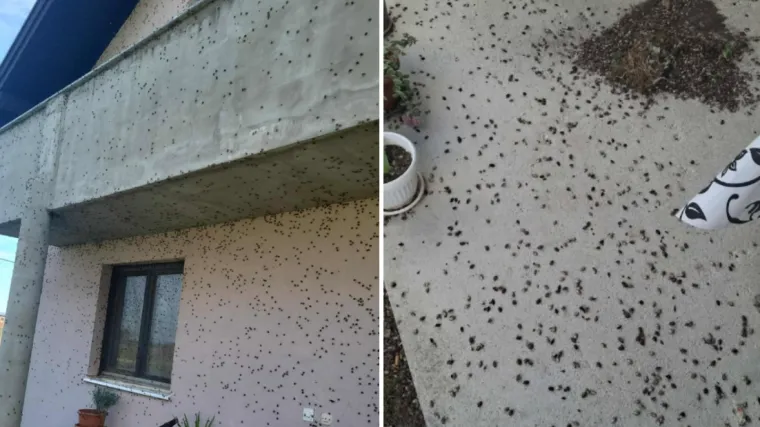 Smrljivi martini im okupirali cijelu kuću: 'Gdje god pogledam, oni su se uvukli'