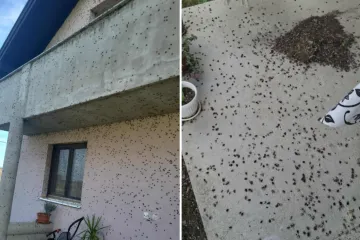 Smrljivi martini im okupirali cijelu kuću: 'Gdje god pogledam, oni su se uvukli'