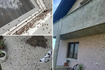 Ovo je užas! Očajnu Slavonku muči najezda smrdljivih martina: 'Borimo se s tom gamadi svaki dan'