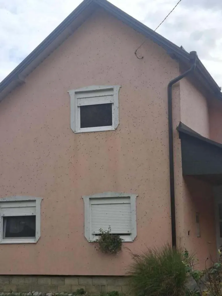 Ovo je užas! Očajnu Slavonku muči najezda smrdljivih martina: 'Borimo se s tom gamadi svaki dan'