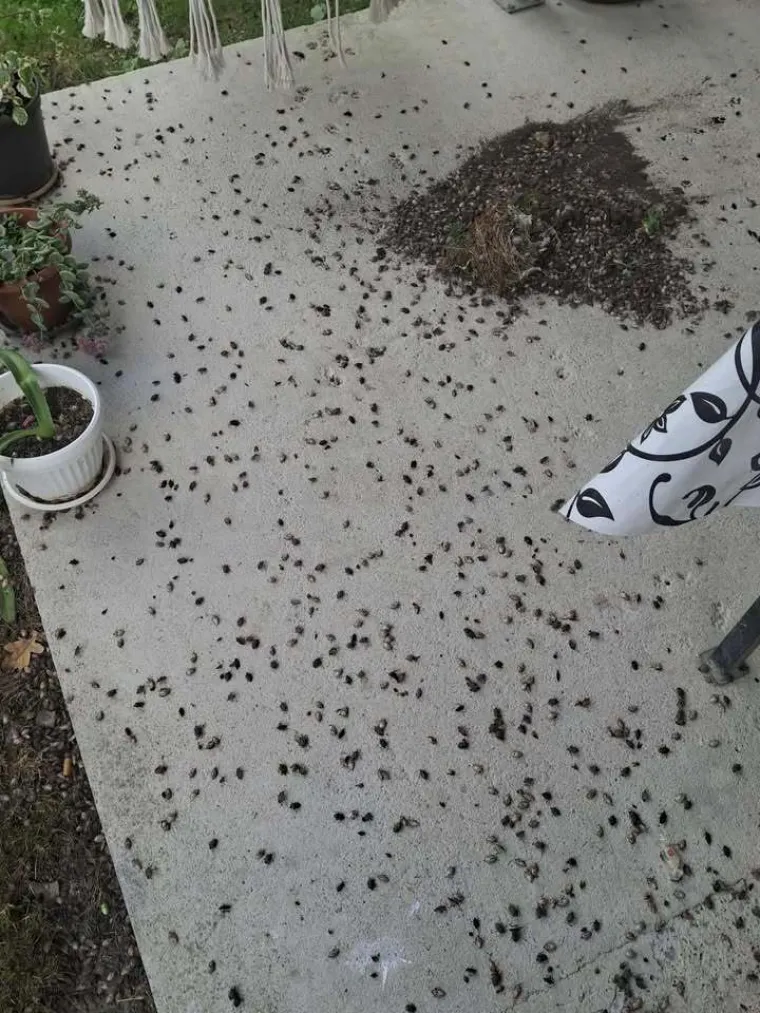 Ovo je užas! Očajnu Slavonku muči najezda smrdljivih martina: 'Borimo se s tom gamadi svaki dan'