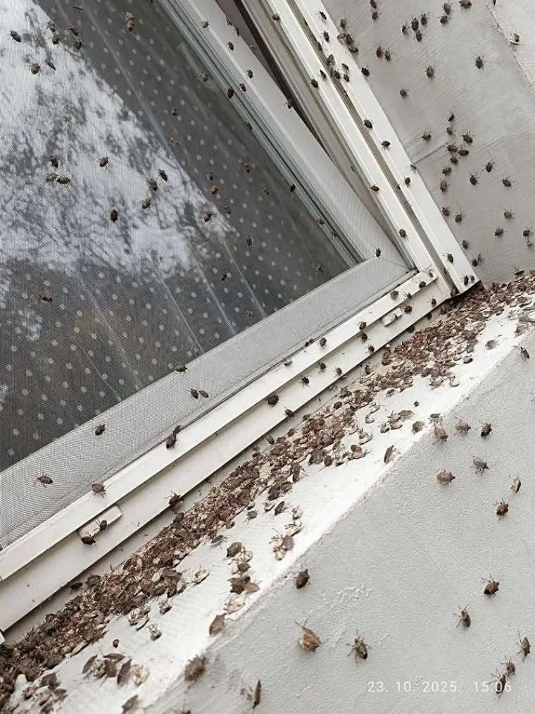 Ovo je užas! Očajnu Slavonku muči najezda smrdljivih martina: 'Borimo se s tom gamadi svaki dan'