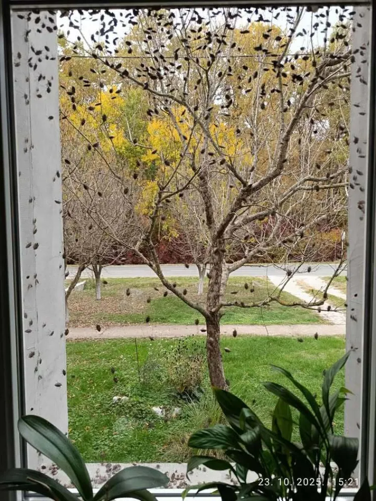 Ovo je užas! Očajnu Slavonku muči najezda smrdljivih martina: 'Borimo se s tom gamadi svaki dan'