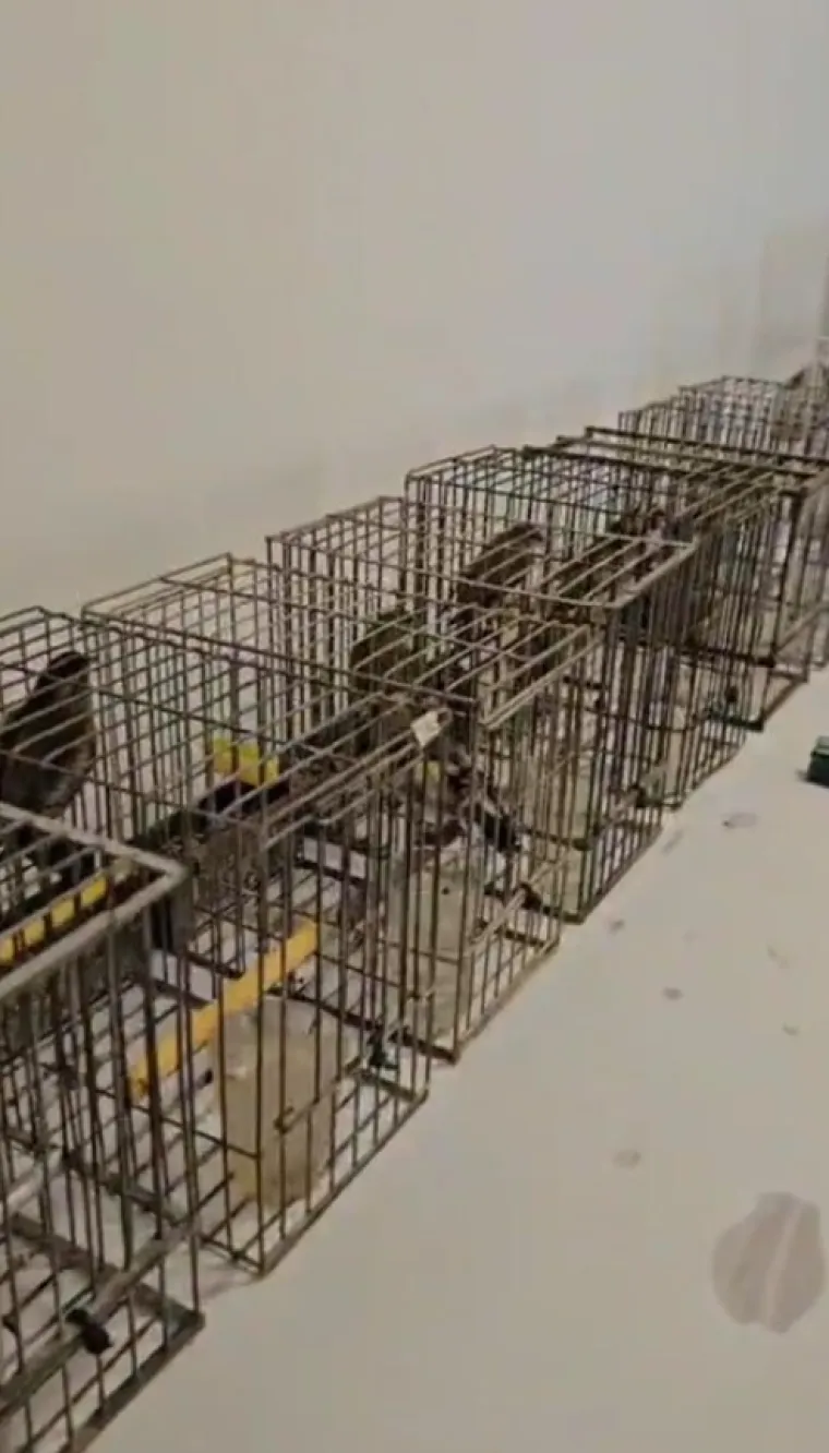 Makarska policija uhvatila muškarca u krivolovu: Zaplijenili mu 17 ptica i opremu za hvatanje