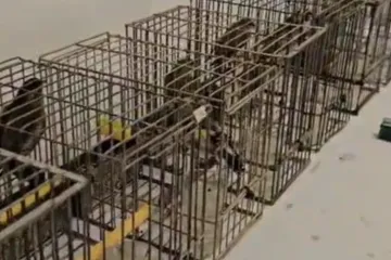 Makarska policija uhvatila muškarca u krivolovu: Zaplijenili mu 17 ptica i opremu za hvatanje