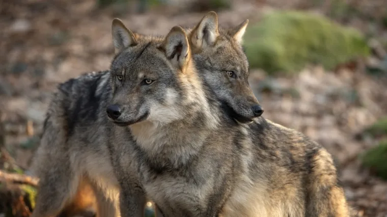 [KVIZ] Samo će rijetki znati baš sve činjenice o vukovima