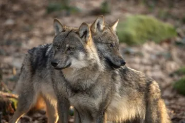 [KVIZ] Samo će rijetki znati baš sve činjenice o vukovima