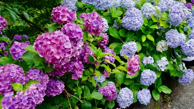 Odradite jesensku njegu: Jedan korak je ključan za raskošnu cvatnju prekrasne biljke