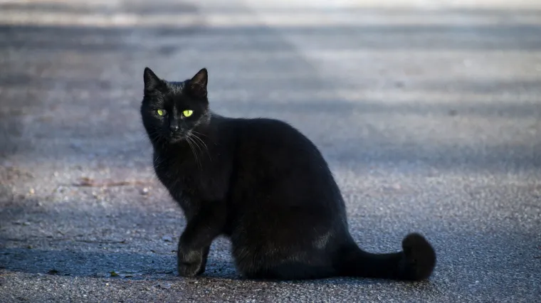 U Hrvatskoj crne mačke donose nesreću, a u ostatku Balkana kriju još strašnija praznovjerja