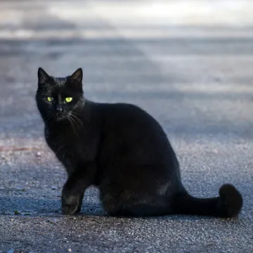 U Hrvatskoj crne mačke donose nesreću, a u ostatku Balkana kriju još strašnija praznovjerja