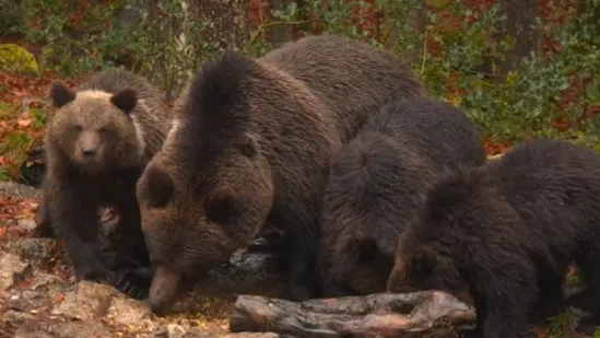 Željko vodi ljude u šumu i vraća novac ako ne vide medvjeda: Pazite kako je prošla naša ekipa
