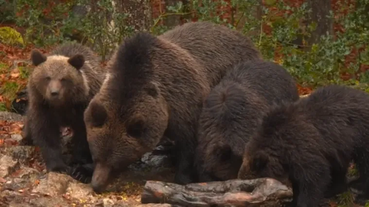 Željko vodi ljude u šumu i vraća novac ako ne vide medvjeda: Pazite kako je prošla naša ekipa