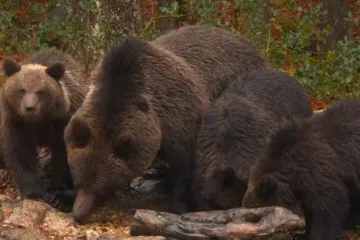 Željko vodi ljude u šumu i vraća novac ako ne vide medvjeda: Pazite kako je prošla naša ekipa