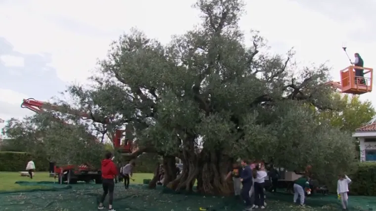 Zaštićena maslina stara 1500 godina ponovno rodila obilno, evo u čemu je tajna