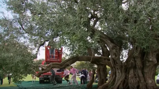 Tisućljetna maslina iz Kaštela dala rekordan urod: 'Takvo nešto ne postoji u svijetu...'