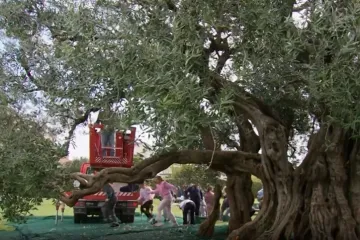 Tisućljetna maslina iz Kaštela dala rekordan urod: 'Takvo nešto ne postoji u svijetu...'