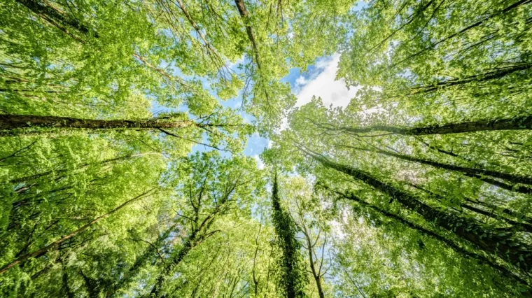 [KVIZ] Rijetki će znati baš sve o drveću i njihovim plodovima