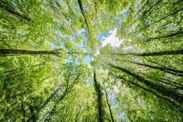 [KVIZ] Rijetki će znati baš sve o drveću i njihovim plodovima