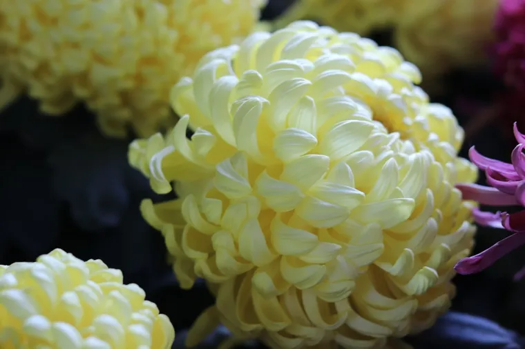 Slojevito značenje: Znate li što simbolizira cvijeće koje nosimo na groblje?