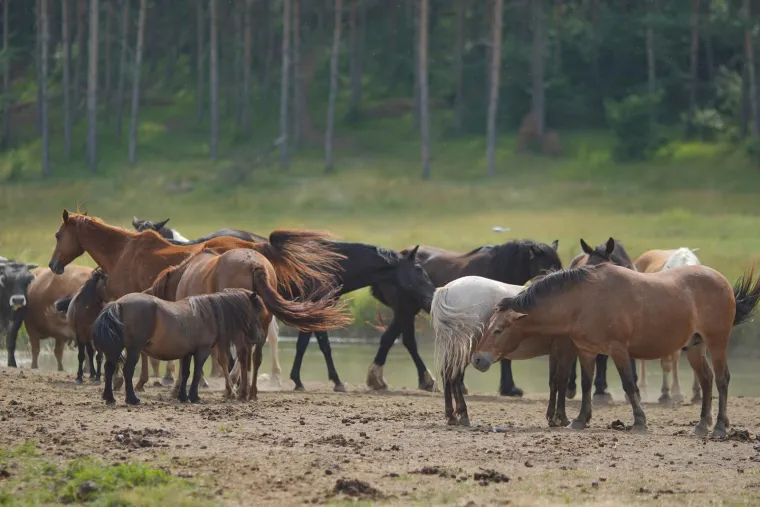 Čiča Mića i zaboravljeni recepti Posavine: Šaran na voštjeru i riblji paprikaš s Mostina
