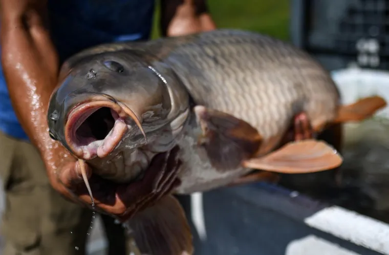 Čiča Mića i zaboravljeni recepti Posavine: Šaran na voštjeru i riblji paprikaš s Mostina