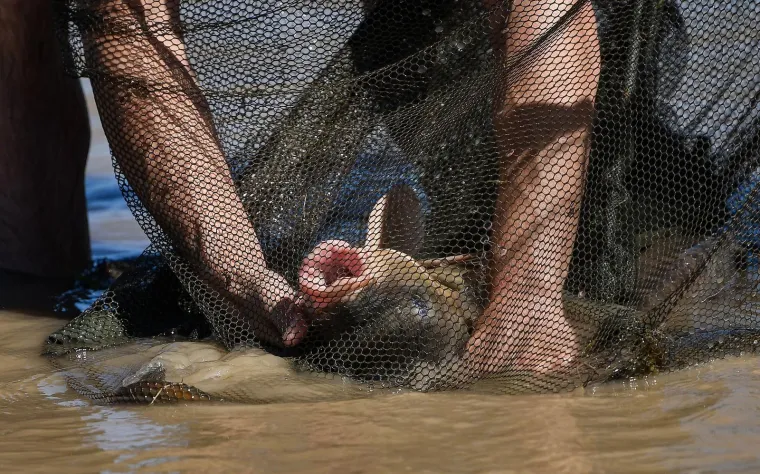 Čiča Mića i zaboravljeni recepti Posavine: Šaran na voštjeru i riblji paprikaš s Mostina