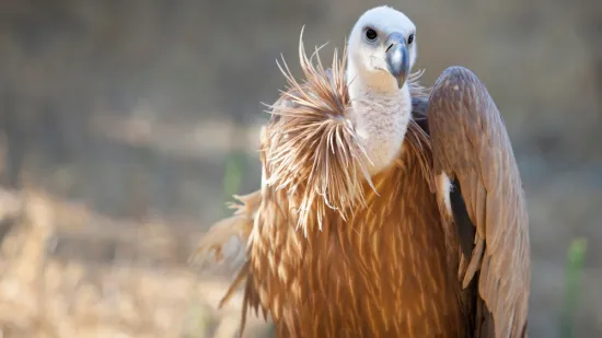 [KVIZ] Samo će genijalci znati sve o zaštićenim životinjskim vrstama Hrvatske