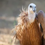 [KVIZ] Samo će genijalci znati sve o zaštićenim životinjskim vrstama Hrvatske