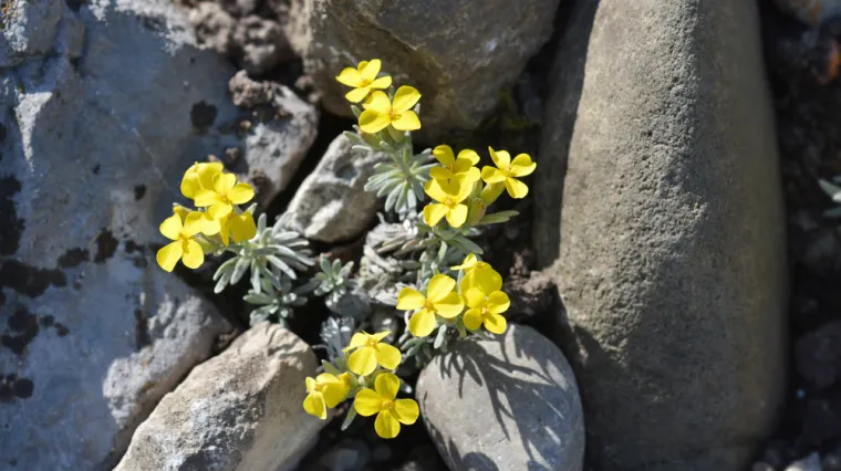 [KVIZ] Samo će botaničari znati sve o za&scaron;tićenim biljnim vrstama Hrvatske