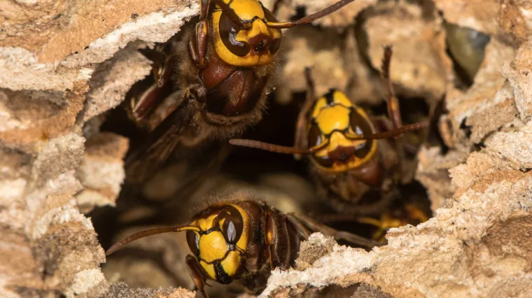 Oca i sina na ziplineu napao roj stršljena ubojica: Umirali su u strašnim bolovima