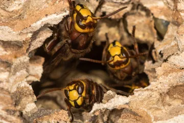 Oca i sina na ziplineu napao roj stršljena ubojica: Umirali su u strašnim bolovima