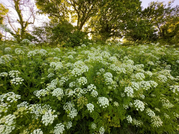Skrivene opasnosti: Neke biljke su izrazito opasne, a trovanje može dovesti čak i do smrti