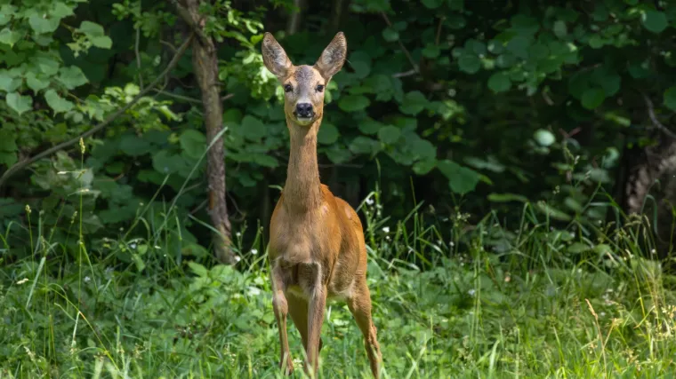 Maloljetnik teško ozlijeđen nakon što se romobilom zabio u srnu, ona nije preživjela