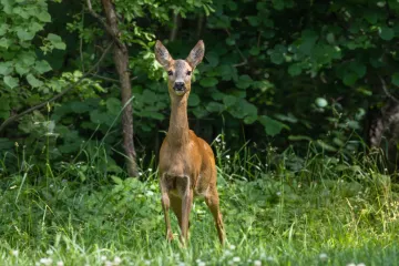Maloljetnik teško ozlijeđen nakon što se romobilom zabio u srnu, ona nije preživjela