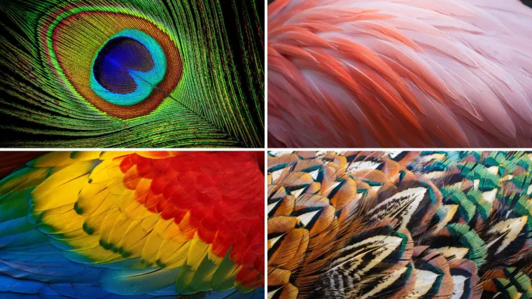 Možeš li prepoznati sve vrste ptica samo prema uzorku pera? Provjeri svoje znanje na kvizu