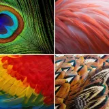 Možeš li prepoznati sve vrste ptica samo prema uzorku pera? Provjeri svoje znanje na kvizu