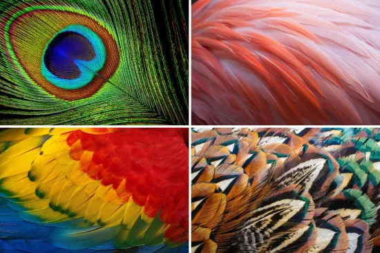 Možeš li prepoznati sve vrste ptica samo prema uzorku pera? Provjeri svoje znanje na kvizu