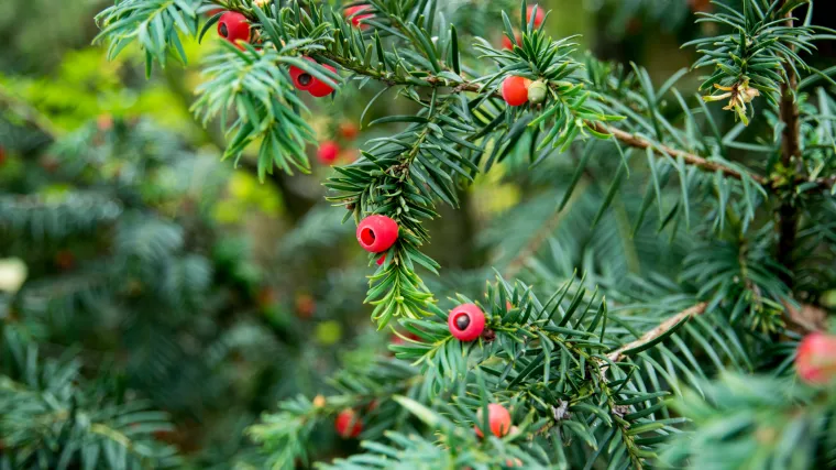 Skrivene opasnosti: Neke biljke su izrazito opasne, a trovanje može dovesti čak i do smrti