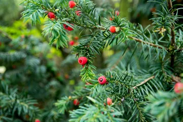 Skrivene opasnosti: Neke biljke su izrazito opasne, a trovanje može dovesti čak i do smrti