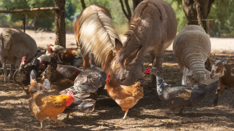 [KVIZ] Jesi li veliki poznavatelj domaćih životinja?