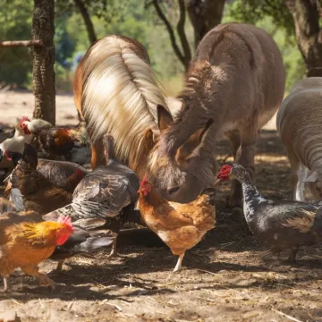 [KVIZ] Jesi li veliki poznavatelj domaćih životinja?