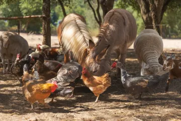 [KVIZ] Jesi li veliki poznavatelj domaćih životinja?