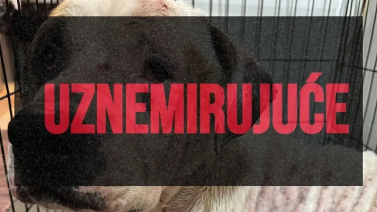 Ovako izgleda spašeni pas iz romskog naselja: 'Imao je rane na sebi, pun parazita'