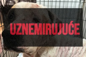 Ovako izgleda spašeni pas iz romskog naselja: 'Imao je rane na sebi, pun parazita'