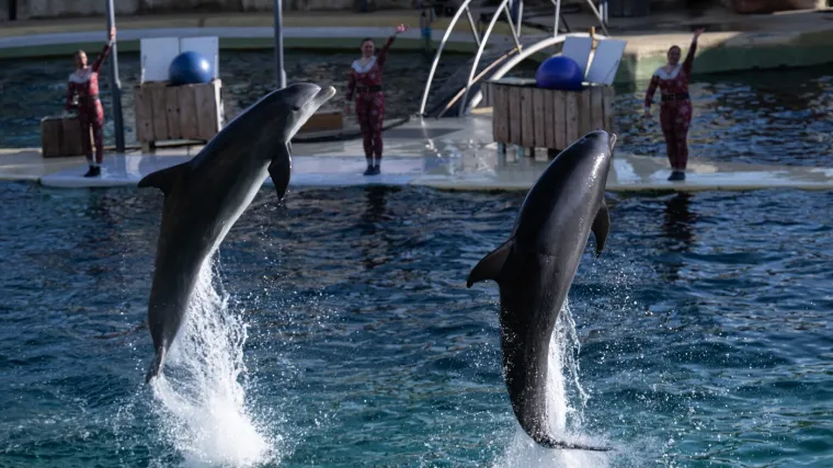Nitko ih ne želi! Odbile ih Kanada, Japan i Tenerife: Francuske orke osuđene na smrt u zatočeništvu