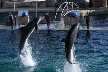 Nitko ih ne želi! Odbile ih Kanada, Japan i Tenerife: Francuske orke osuđene na smrt u zatočeništvu