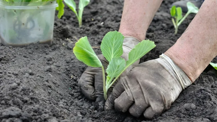 Početak ključne faze priprema: Evo koje biljke posaditi za bujniju nadolazeću godinu