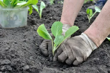 Početak ključne faze priprema: Evo koje biljke posaditi za bujniju nadolazeću godinu