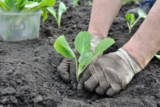 Početak ključne faze priprema: Evo koje biljke posaditi za bujniju nadolazeću godinu